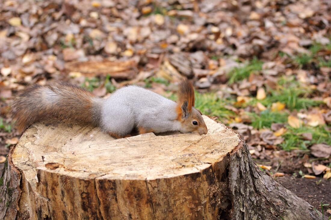 squirrel on top of the tree stumps