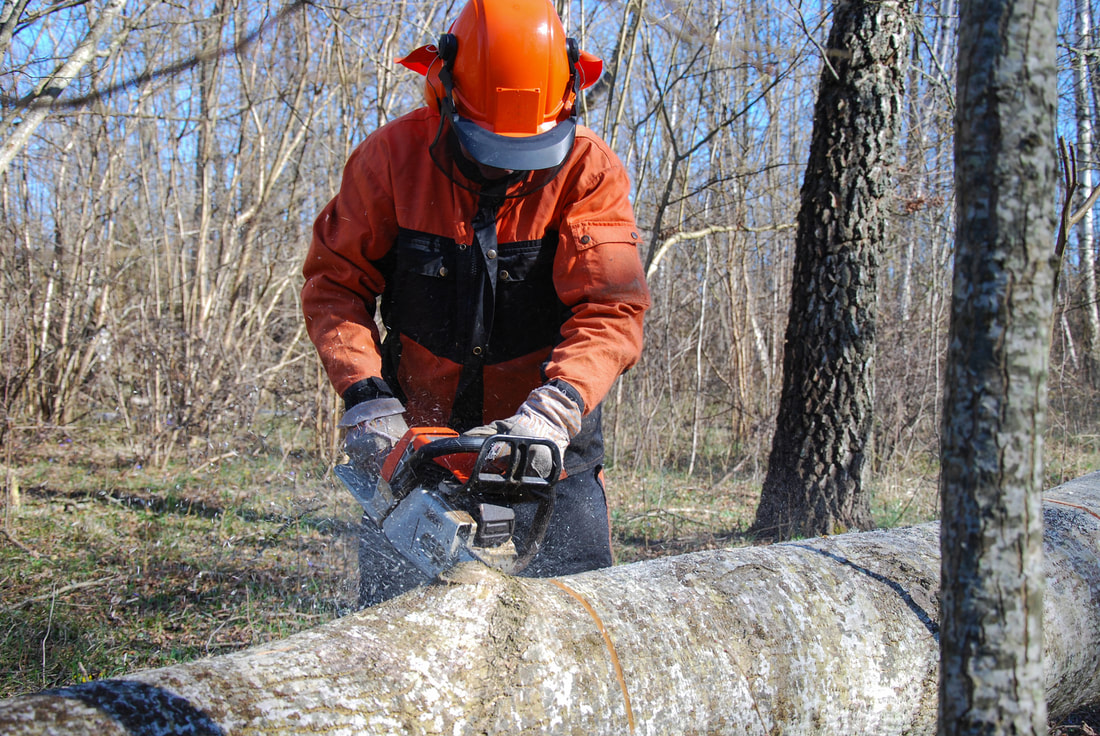 man cutting the big tree log